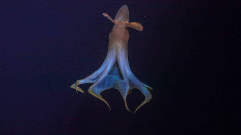 Cirrina, un tipo de pulpo